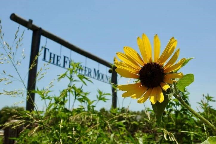 Flower Mound residential area with modern homes